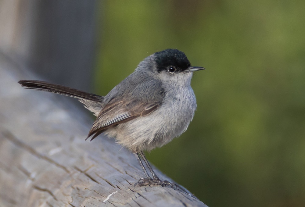 Coastal California Gnatcatcher: Meet Your Feathered Neighbor